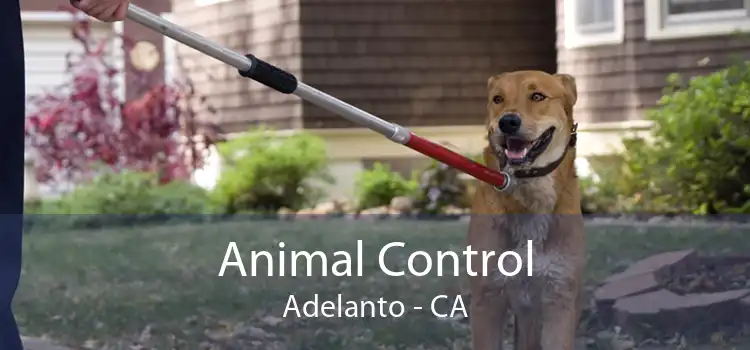 Animal Control Adelanto - CA
