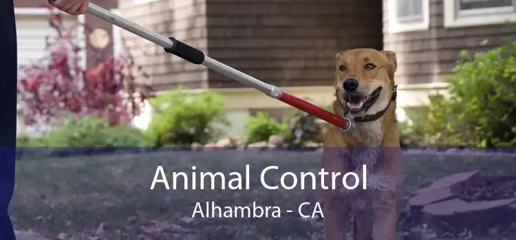 Animal Control Alhambra - CA