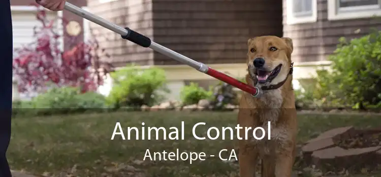Animal Control Antelope - CA