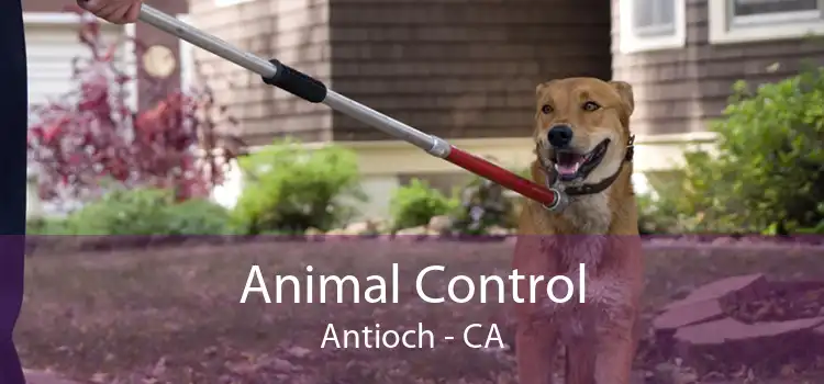 Animal Control Antioch - CA