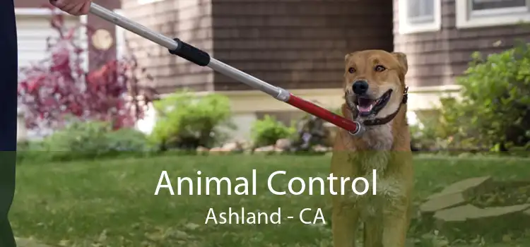 Animal Control Ashland - CA
