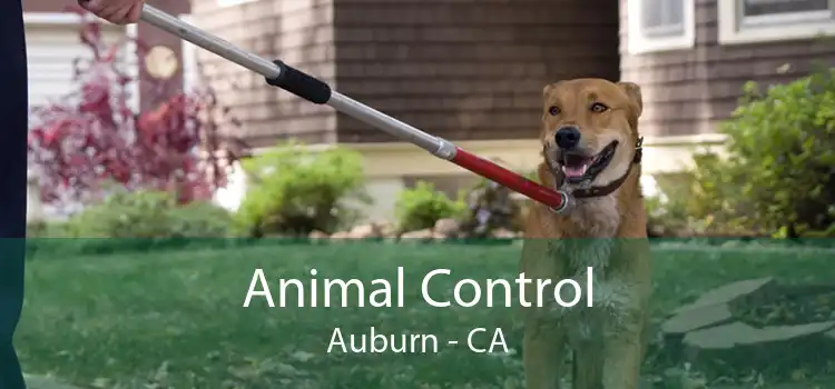 Animal Control Auburn - CA
