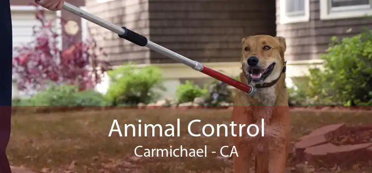 Animal Control Carmichael - CA