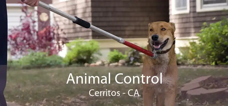 Animal Control Cerritos - CA