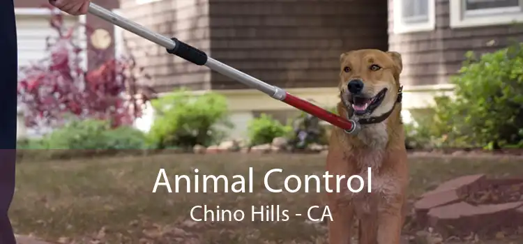 Animal Control Chino Hills - CA