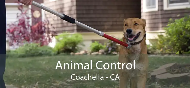 Animal Control Coachella - CA