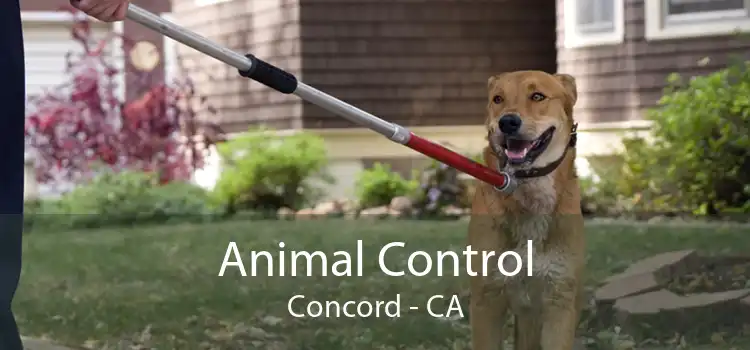 Animal Control Concord - CA