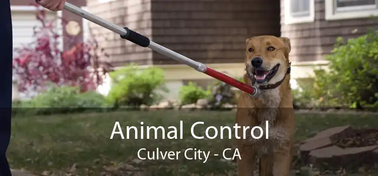 Animal Control Culver City - CA