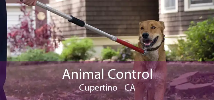 Animal Control Cupertino - CA