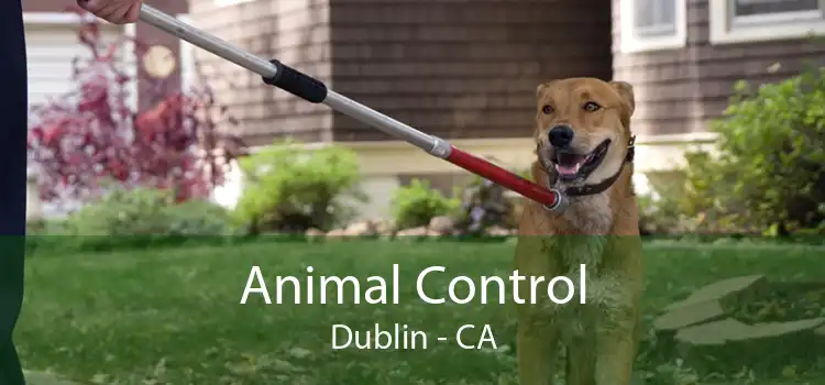 Animal Control Dublin - CA