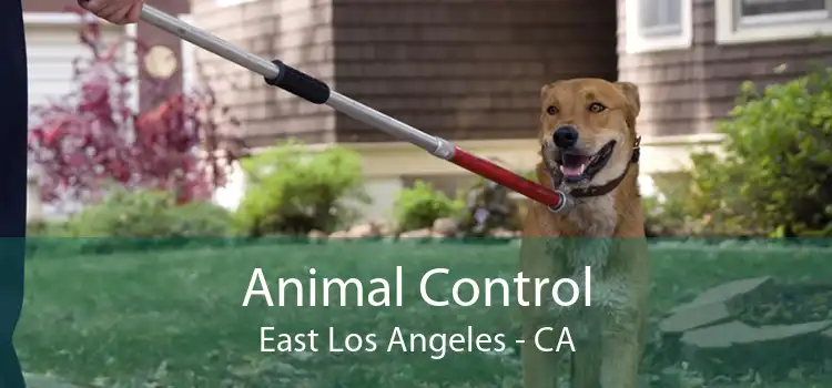 Animal Control East Los Angeles - CA