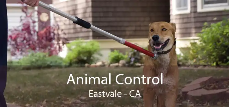Animal Control Eastvale - CA