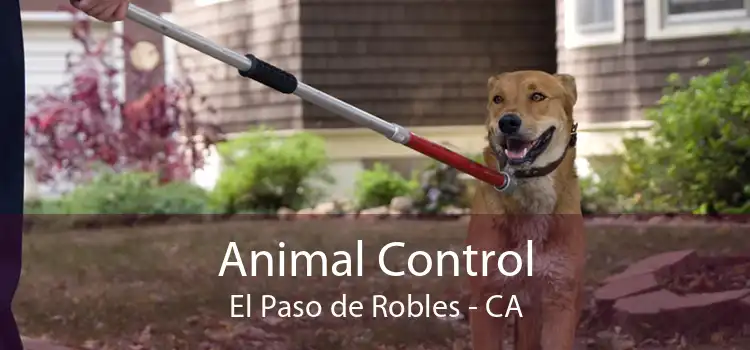Animal Control El Paso de Robles - CA