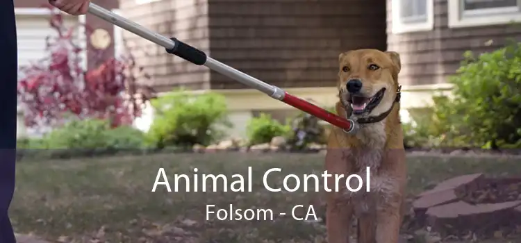 Animal Control Folsom - CA