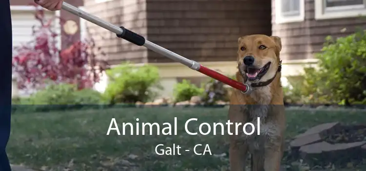 Animal Control Galt - CA
