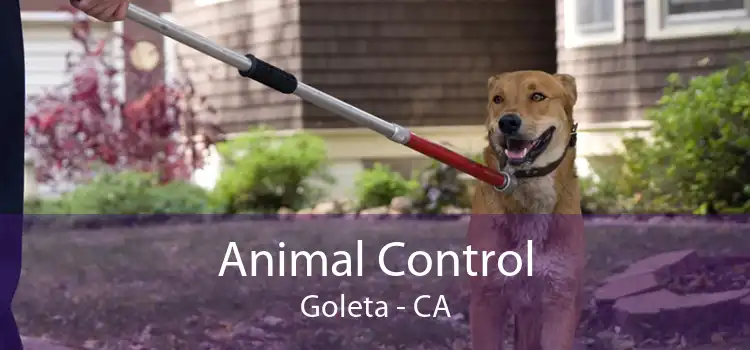 Animal Control Goleta - CA