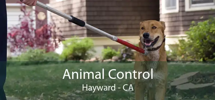 Animal Control Hayward - CA