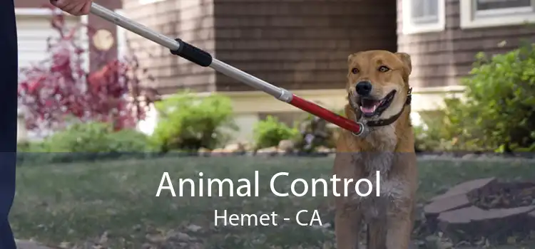 Animal Control Hemet - CA