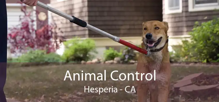 Animal Control Hesperia - CA