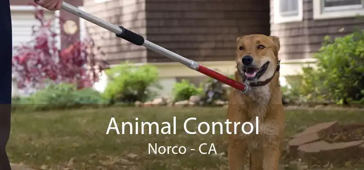 Animal Control Norco - CA
