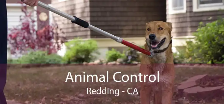 Animal Control Redding - CA