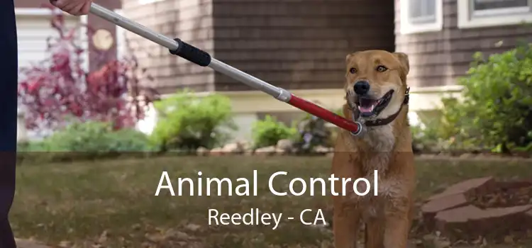 Animal Control Reedley - CA