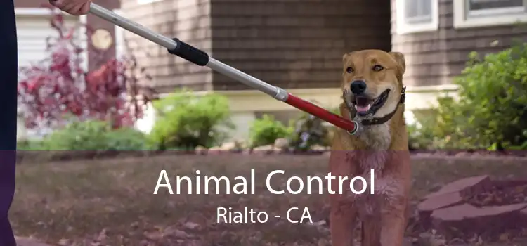 Animal Control Rialto - CA