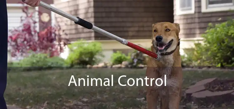 Animal Control 