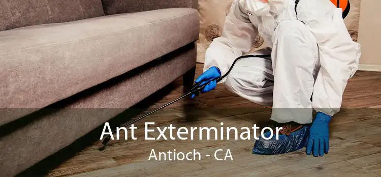 Ant Exterminator Antioch - CA