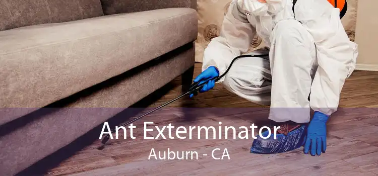 Ant Exterminator Auburn - CA