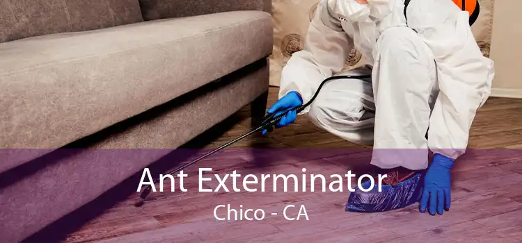 Ant Exterminator Chico - CA