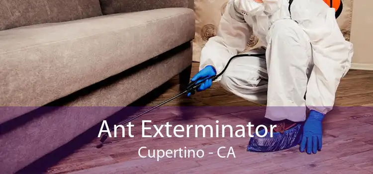 Ant Exterminator Cupertino - CA
