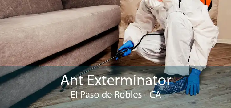 Ant Exterminator El Paso de Robles - CA