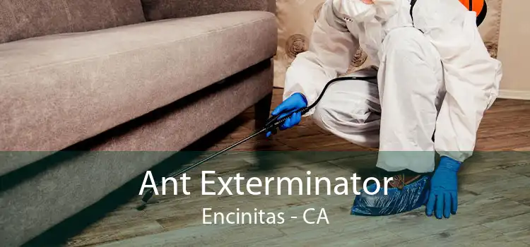 Ant Exterminator Encinitas - CA