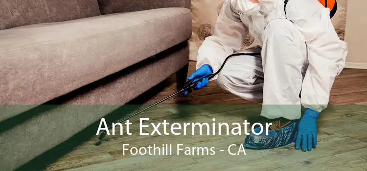 Ant Exterminator Foothill Farms - CA