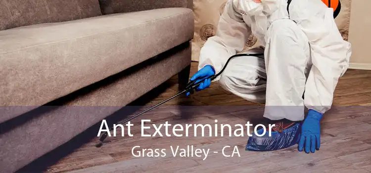Ant Exterminator Grass Valley - CA