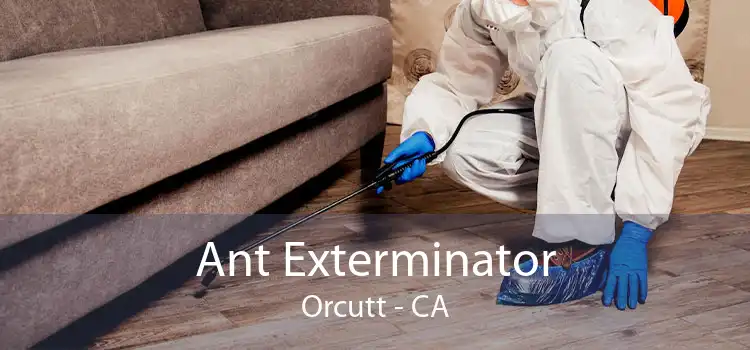 Ant Exterminator Orcutt - CA