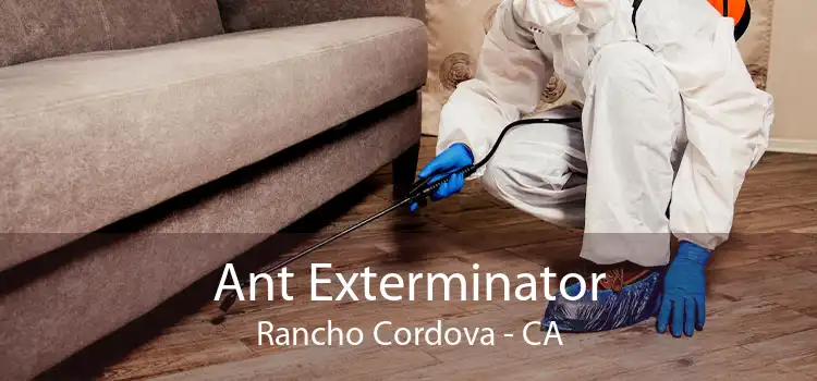 Ant Exterminator Rancho Cordova - CA