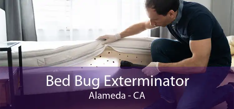 Bed Bug Exterminator Alameda - CA