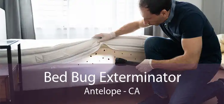 Bed Bug Exterminator Antelope - CA
