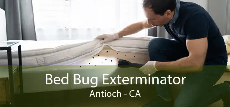Bed Bug Exterminator Antioch - CA