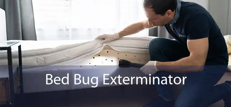 Bed Bug Exterminator 