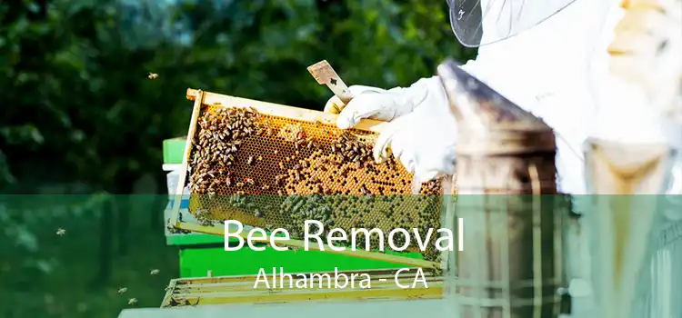 Bee Removal Alhambra - CA