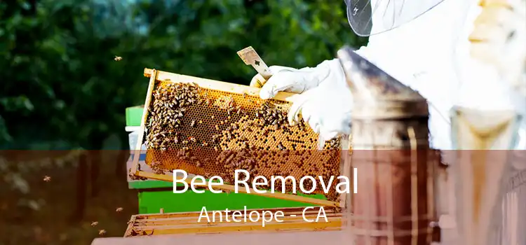 Bee Removal Antelope - CA