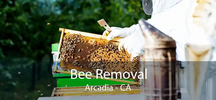Bee Removal Arcadia - CA