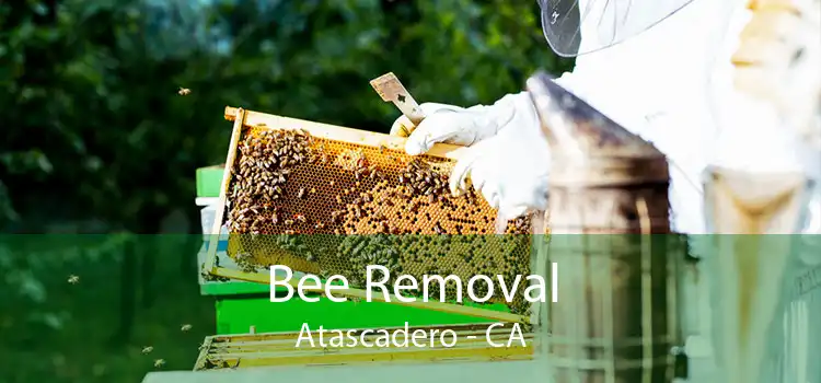 Bee Removal Atascadero - CA