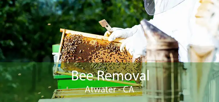 Bee Removal Atwater - CA