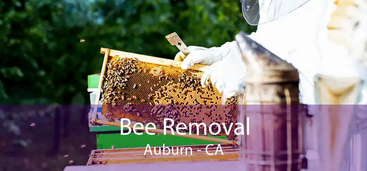 Bee Removal Auburn - CA