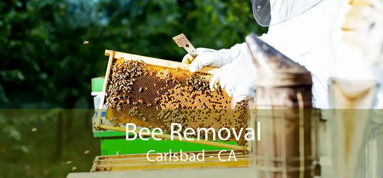 Bee Removal Carlsbad - CA