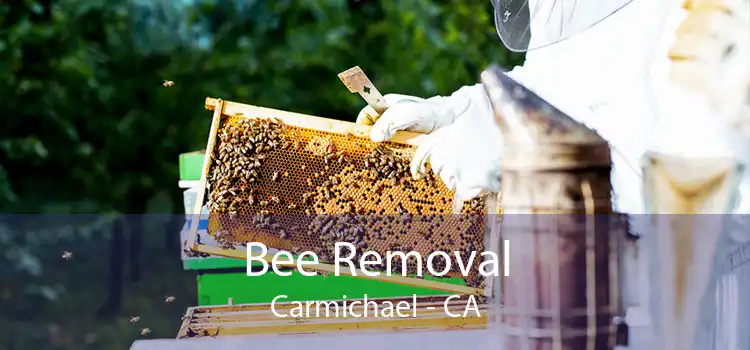 Bee Removal Carmichael - CA